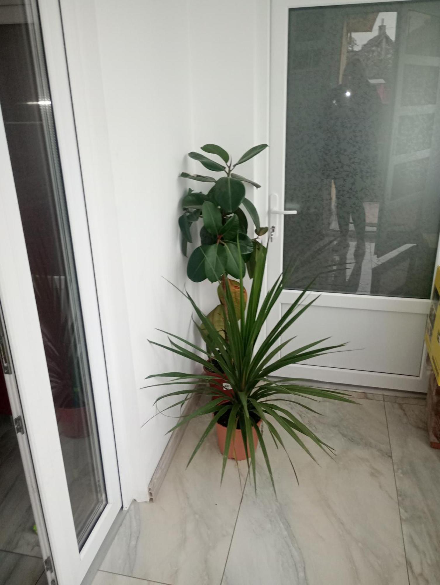 Izabella Guest House Săcele Εξωτερικό φωτογραφία
